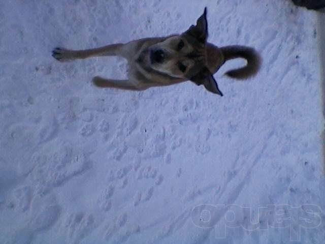 Найдена собака в городе Ярославль, фото 2, стоимость: 0 руб.