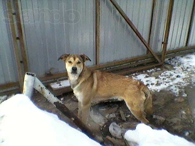 Найдена собака в городе Ярославль, фото 3, Бюро находок