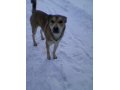 Найдена собака в городе Ярославль, фото 1, Ярославская область