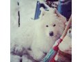 Потерялась собака - Самоедская лайка в городе Улан-Удэ, фото 1, Бурятия