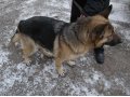 Найдена собака в городе Братск, фото 1, Иркутская область