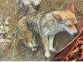 Пропала собака в городе Сызрань, фото 1, Самарская область