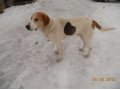 Найдена собака Русская пегая гончая - кобель. в городе Псков, фото 1, Псковская область