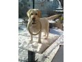 пропала любимая собака в городе Ростов-на-Дону, фото 1, Ростовская область