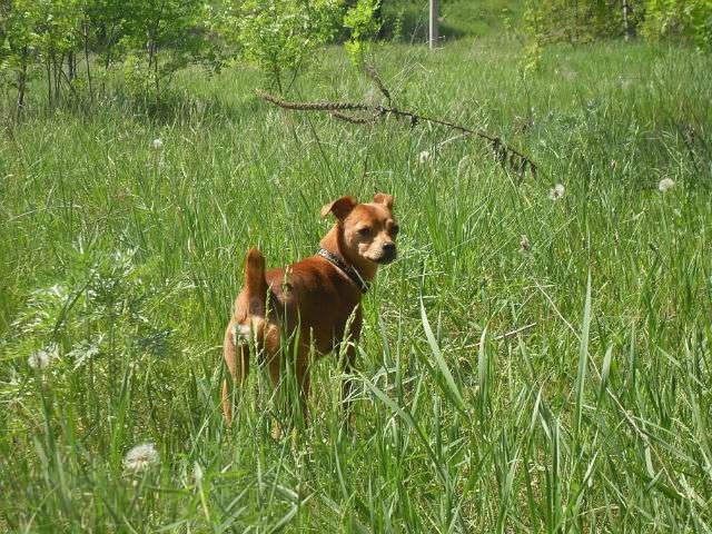 пропала собака в городе Таганрог, фото 5, Ростовская область