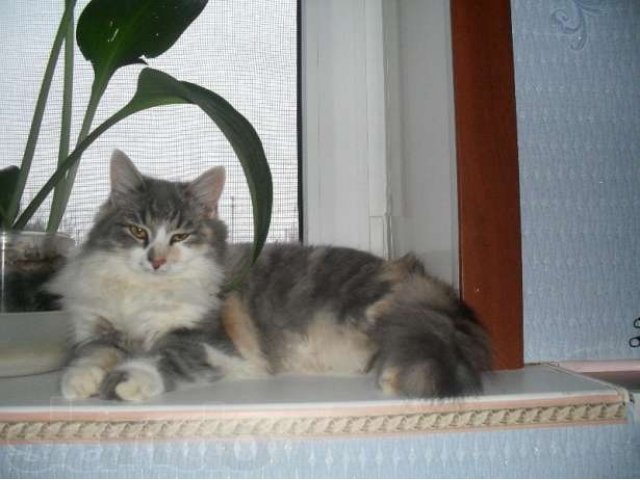 Пропала кошка в городе Астрахань, фото 1, Бюро находок
