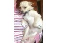 потерялась собака в городе Сатка, фото 1, Челябинская область
