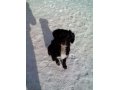 Найдена собака в 20 квартале в городе Улан-Удэ, фото 1, Бурятия