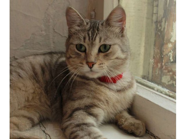 ПРОПАЛ котик в городе Барнаул, фото 1, Бюро находок