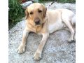 Потерялась собака , лабрадор в городе Искитим, фото 1, Новосибирская область