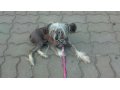 пропала собака в городе Таганрог, фото 1, Ростовская область