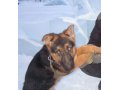 Пропала собака в городе Омск, фото 1, Омская область