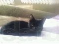 Пропала чёрная кошка в Новгородской области в городе Великий Новгород, фото 1, Новгородская область