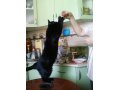 Пропала чёрная кошка в Новгородской области в городе Великий Новгород, фото 2, стоимость: 0 руб.