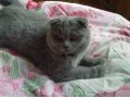 Пропала кошка в городе Таганрог, фото 1, Ростовская область