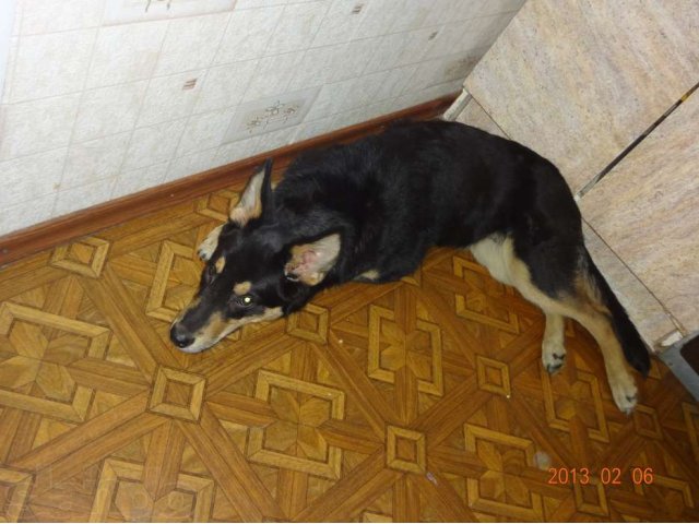 пропала собака в городе Воркута, фото 2, Бюро находок