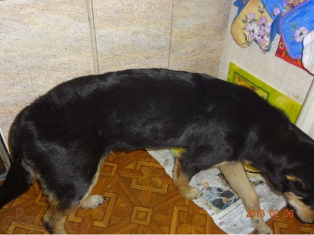пропала собака в городе Воркута, фото 3, Коми