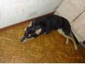 пропала собака в городе Воркута, фото 2, стоимость: 0 руб.