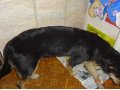 пропала собака в городе Воркута, фото 3, Бюро находок