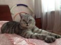 Потерялся кот в городе Кемерово, фото 1, Кемеровская область
