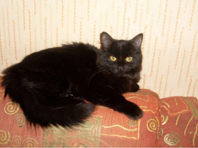 Потерялась кошка Соня в городе Тольятти, фото 1, стоимость: 0 руб.