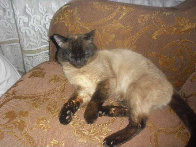 Найден сиамский кот. в городе Волжский, фото 2, Волгоградская область