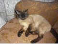 Найден сиамский кот. в городе Волжский, фото 2, стоимость: 0 руб.