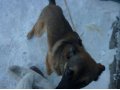 Найдена собака!!! в городе Омск, фото 1, Омская область