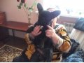 найдена собака в городе Кемерово, фото 1, Кемеровская область