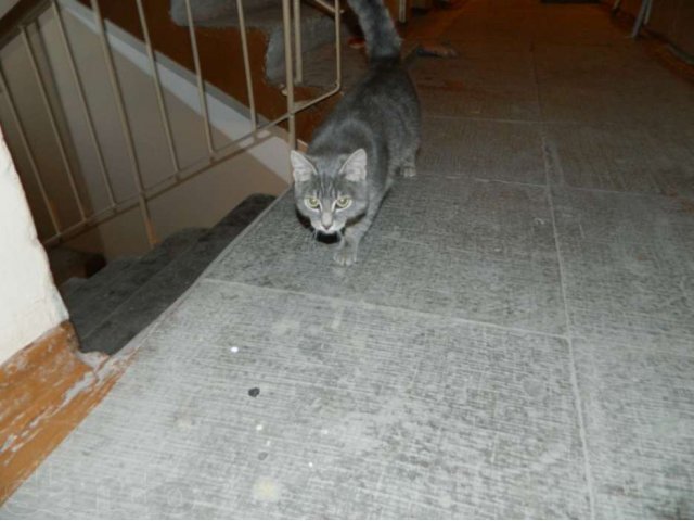 Найден котик в городе Тюмень, фото 1, Бюро находок