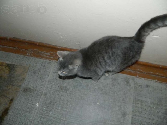 Найден котик в городе Тюмень, фото 2, Тюменская область
