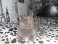 Пропал кот в городе Омск, фото 1, Омская область