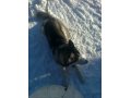 пропала собака в городе Нижний Новгород, фото 1, Нижегородская область
