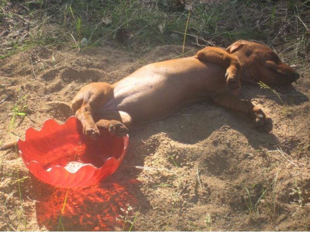 Пропала собака в городе Петрозаводск, фото 2, Карелия