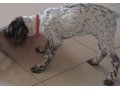 Пропала собака породы курцхаар в городе Таганрог, фото 1, Ростовская область