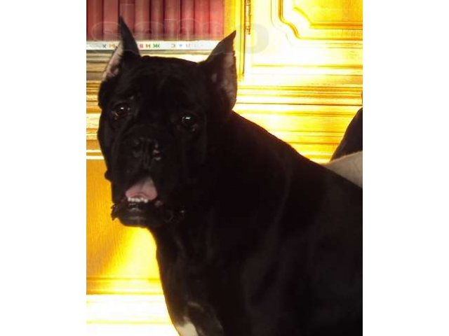 Потерялась собака черного окраса сука в городе Салават, фото 1, Бюро находок