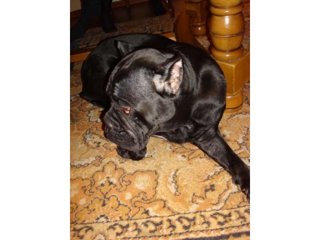 Потерялась собака черного окраса сука в городе Салават, фото 3, стоимость: 0 руб.