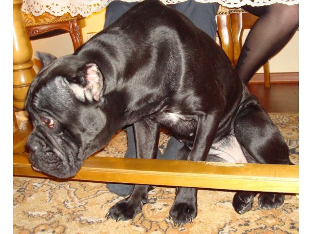 Потерялась собака черного окраса сука в городе Салават, фото 6, стоимость: 0 руб.