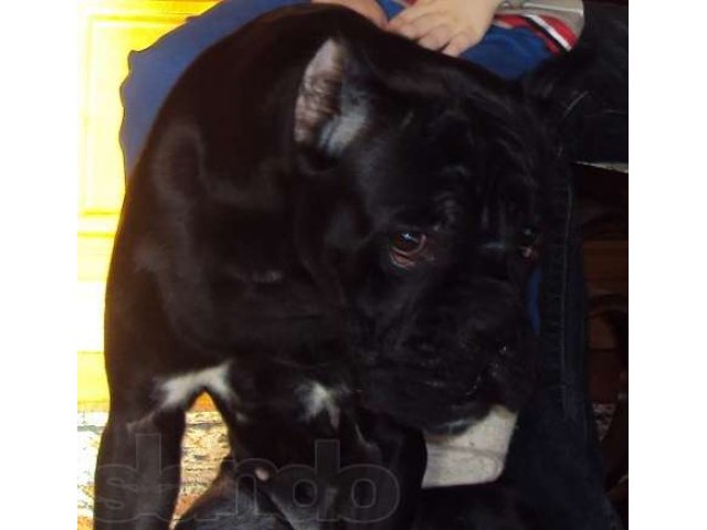 Потерялась собака черного окраса сука в городе Салават, фото 8, Башкортостан