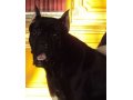 Потерялась собака черного окраса сука в городе Салават, фото 1, Башкортостан
