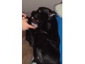 Потерялась собака черного окраса сука в городе Салават, фото 2, стоимость: 0 руб.