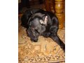 Потерялась собака черного окраса сука в городе Салават, фото 3, Бюро находок