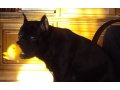 Потерялась собака черного окраса сука в городе Салават, фото 5, стоимость: 0 руб.