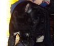 Потерялась собака черного окраса сука в городе Салават, фото 8, стоимость: 0 руб.