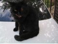 потерялся кот в городе Омск, фото 1, Омская область