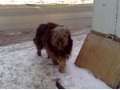 Найдена собака! в городе Нижний Новгород, фото 1, Нижегородская область