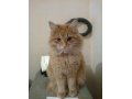 потерялся котенок в городе Уфа, фото 1, Башкортостан