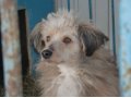Найден метис китайской-хохлатой собаки (пуховый), кобель в городе Тюмень, фото 1, Тюменская область