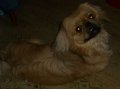Пропала собака в городе Оренбург, фото 1, Оренбургская область