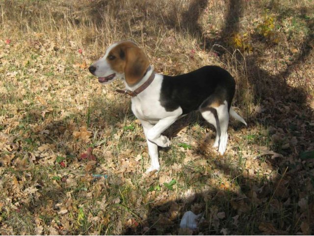 Купить Эстонскую Гончую В России